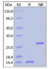 Human BMP-2, Tag Free on SDS-PAGE under reducing (R) and non-reducing (NR) conditions. The gel was stained overnight with Coomassie Blue. The purity of the protein is greater than 92%.
